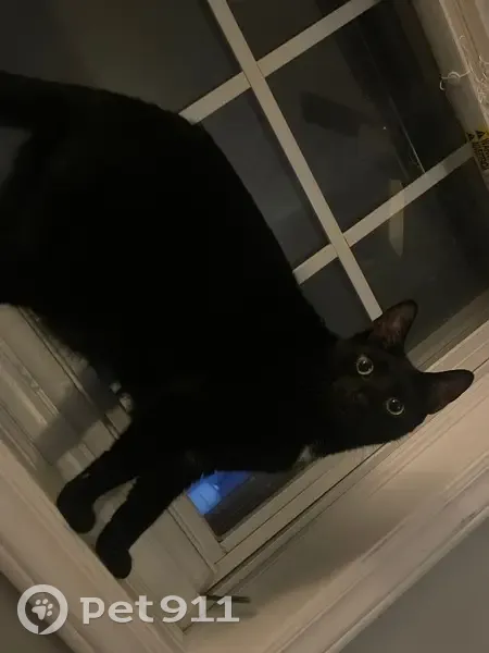 Lost Cat: Black with White Patch, Carrboro - photo