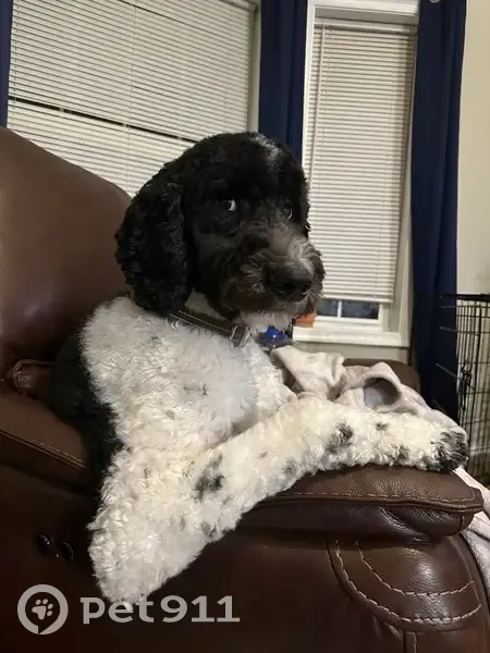 Lost Black & White Doodle in Pocono - photo