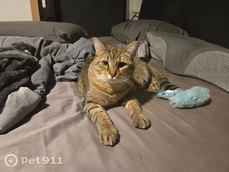 Lost Cat: Friendly Feline on North Lafayette - photo