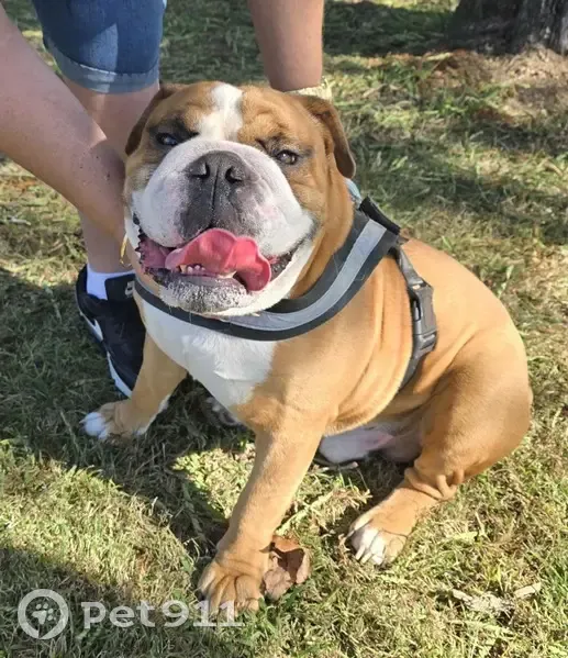 Lost Tan & White Bulldog in Brisbane - photo