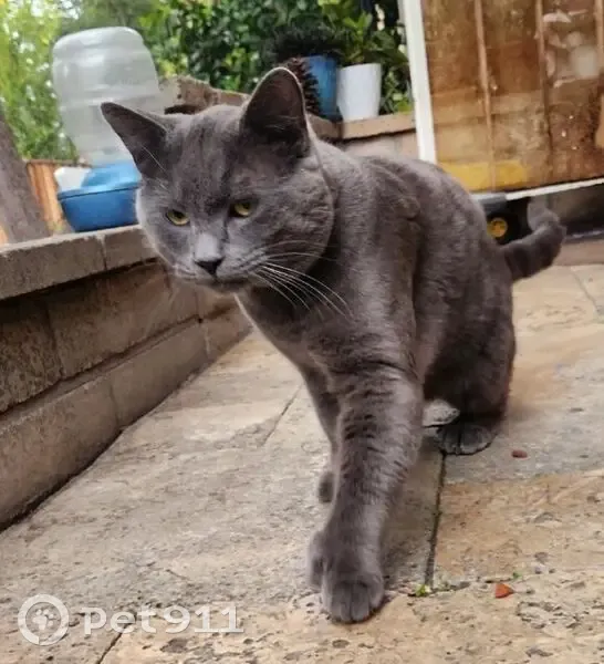 Lost Polydactyl Cat on West Rincon Ave - photo