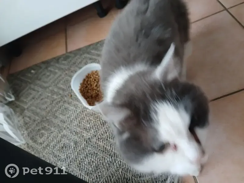 Chat angora gris/blanc trouvé à Saint-Sorlin - photo