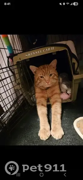 Help Find Our Lost Cat on Plantingfield Rd! - photo