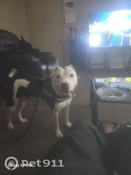 Lost Support Dog on Christian Ave! - photo