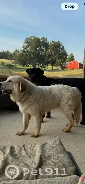 Lost Great Pyrenees: Friendly Boy Missing - photo