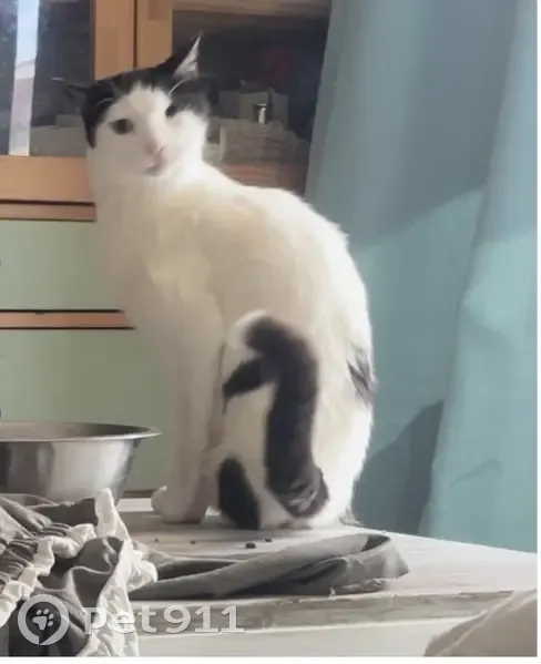 ¡Gato Perdido! Único con Ojo y Pata Izq. Faltantes - photo