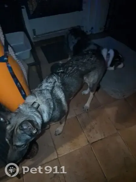 Lost Service Dog: Odin in Brandon Area - photo