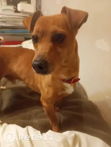 Perro Joven y Cariñoso Encontrado en Alacant - photo