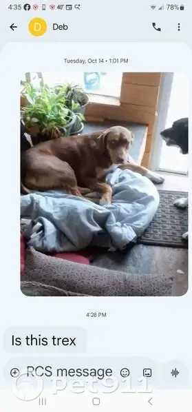 Lost: Trex, Red-Brown Lab Mix in Woodville - photo