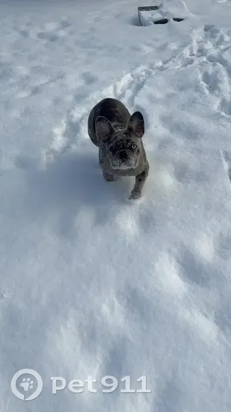 Lost Dog: Black/Grey Merle, Gurnee Area - photo