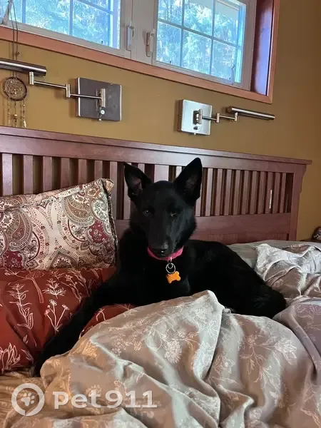 Lost: One-Eyed Black Shepherd, Eugene - photo