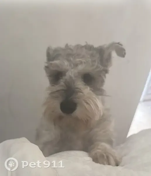 Lost Salt & Pepper Schnauzer in Mastic - photo