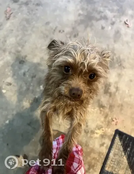 Lost Fluffy Brown Chihuahua - Sierra Pl. - photo