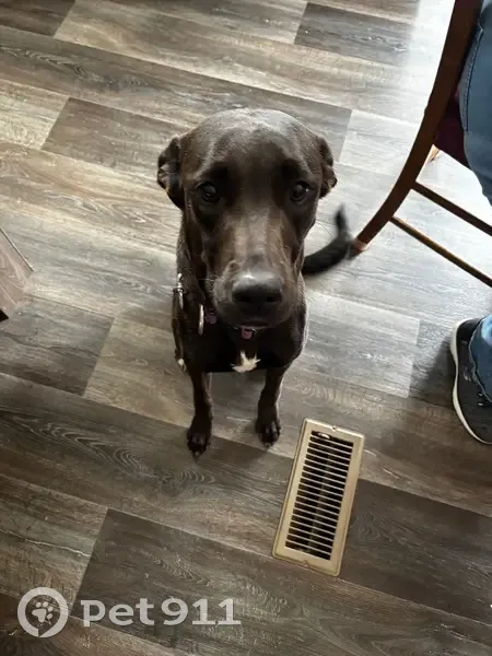 Lost Black Lab Mix: Purple Collar, Pueblo - photo