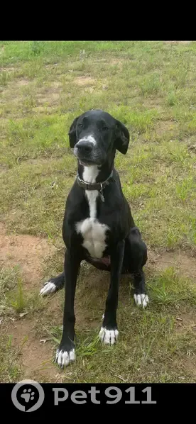 Help Find Lana: Lost Gray Dog in Lexington - photo