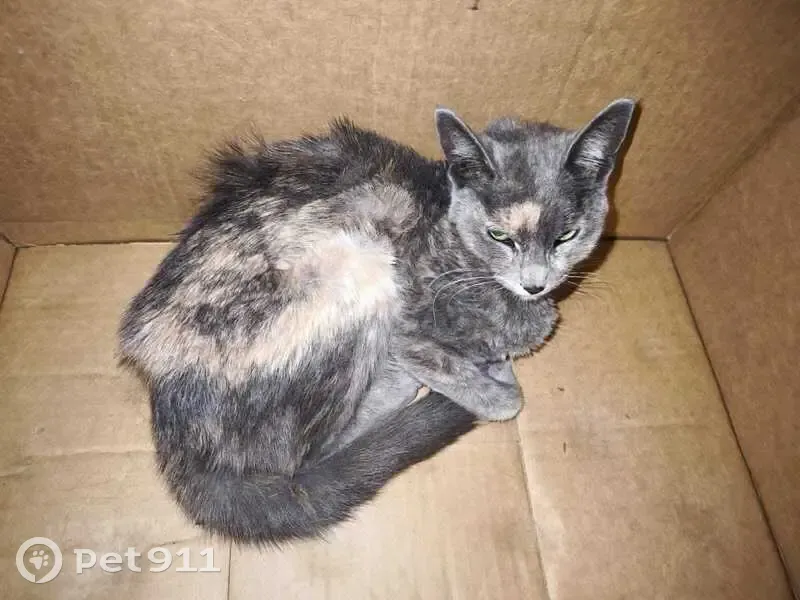 Gatito Manso Encontrado en Calle Gigantes - photo