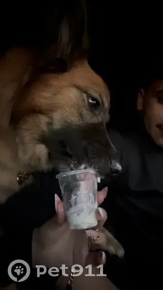 Lost Fluffy Shepherd Mix Near McCart Ave - photo