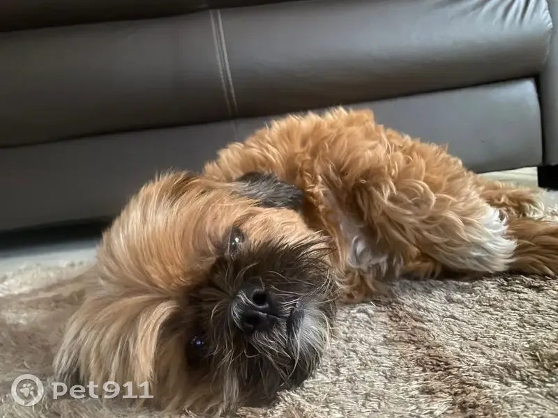 Cachorro perdido - photo