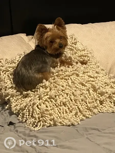 Lost Yorkie: Pink Collar, Carmel Area - photo