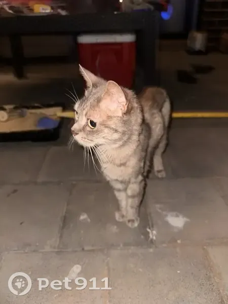 Found Cat at Greenfield St, Victor Harbor - photo