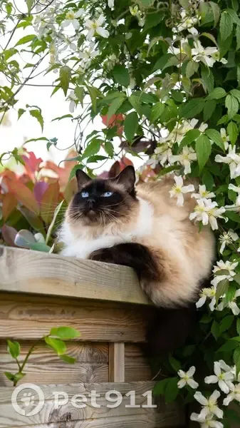 Chat Ragdoll perdu au Bono, aide recherchée - photo
