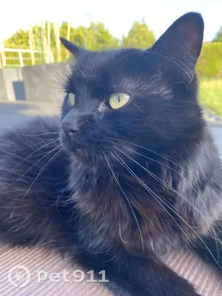 Salsa, chat noir 10 ans perdu à Bazancourt - photo