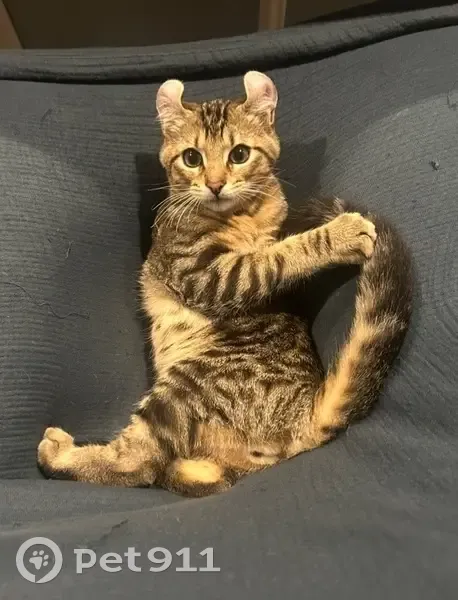 Lost Cat in Athens, AL: Curled Ears - photo