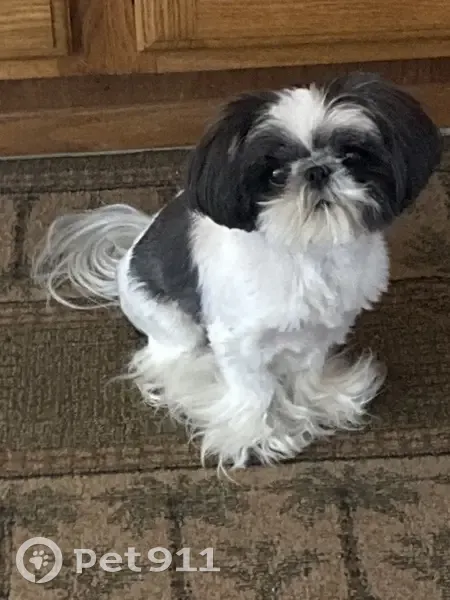 Lost Teacup Dog: Black & White, 4lbs - photo