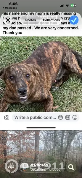 Help Find Striper: Lost Brindle Dog - photo