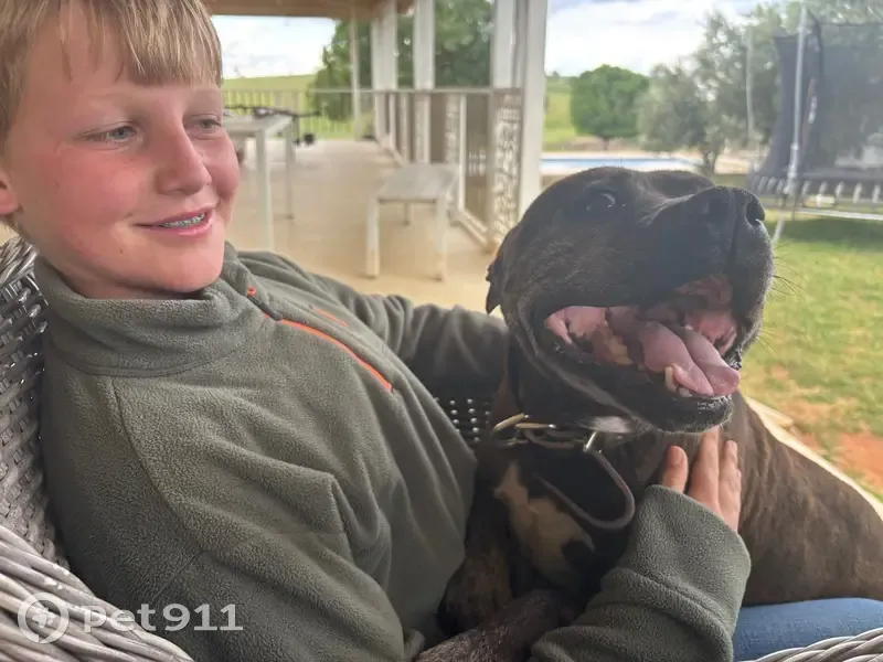 Lost Dog: Friendly Black & Brindle - photo