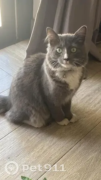 Lost Shy Cat: Grey & White in Roodepoort - photo