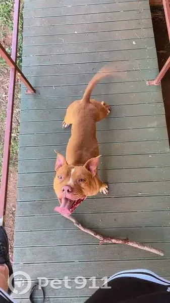 Lost Tan Dog with Yellow Collar in Strathpine - photo