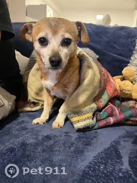 ¡Ayuda! Perrita mayor perdida en Arteixo - photo