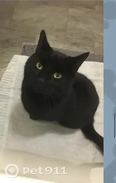 Lost Black Cat Odey in Shrewsbury - photo