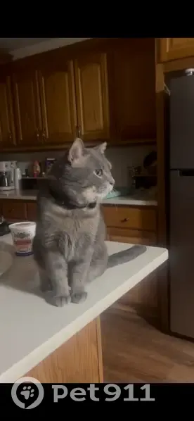 Help Find Tom: Missing Beloved Cat - photo