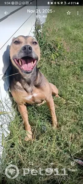 Lost Skittish Dog - Bartlesville Area - photo