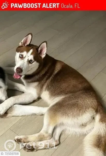 Lost Dog Sky: Sweet, Purple-Collared Pup - photo