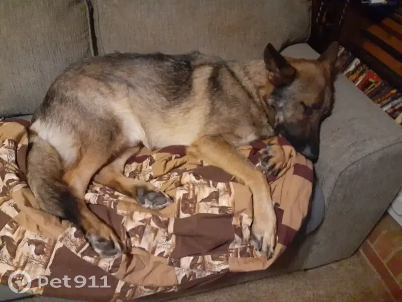 Lost German Shepherd on Pittsville Rd - photo