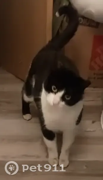 Lost Friendly Cat on West 117th Street - photo