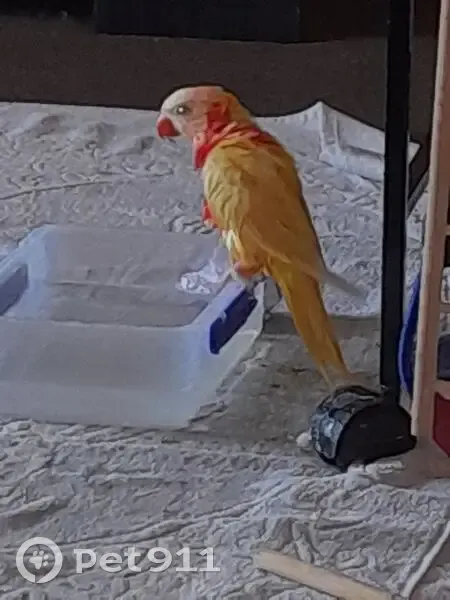 Lost Bird: Yellow & Orange, Green Ring - photo