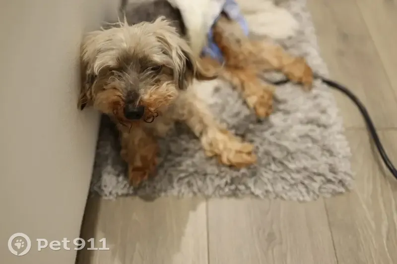 Lost Dog: White/Gray, Brown Paws, Hernia - photo