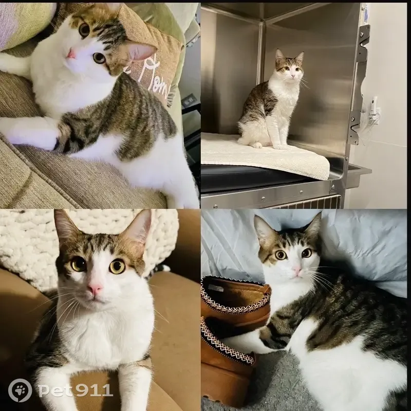 Lost Grey & White Tabby in Maricopa - photo