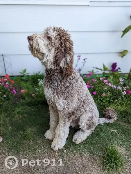 Lost Tan Great Dane/Poodle in Irving - photo