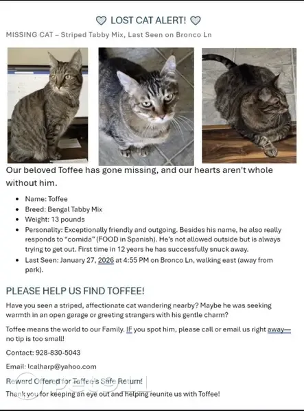 Lost Bengal Tabby: Friendly, Orange Tummy - photo