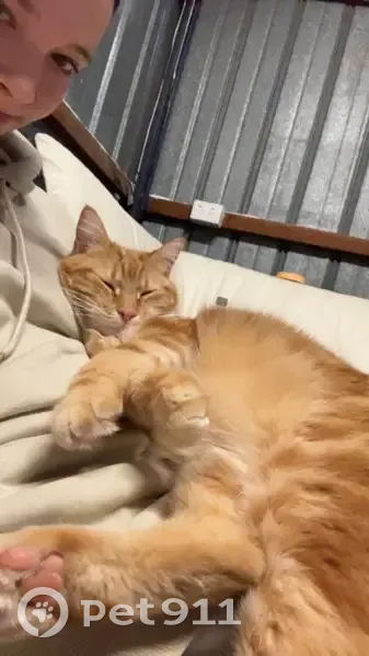 Lost Ollie: Shy Cat Missing in Tea Tree Gully - photo