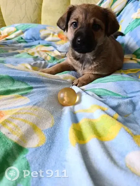 Зникла грайлива щеня Смайлик у Тернополі - photo