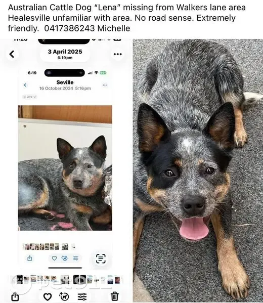 Lost: Blue Cattle Dog, Black Eye Patch - photo