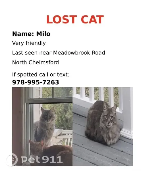 Lost Grey & Black Cat, Meadowbrook Rd - photo
