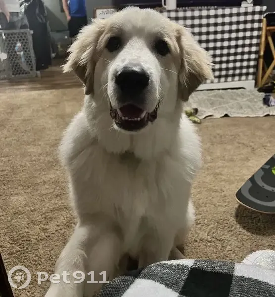 Help Find Tagilla: Lost White & Tan Dog - photo