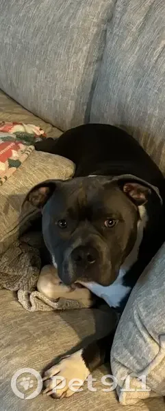 Friendly Gray Pitbull Lost in MS! - photo